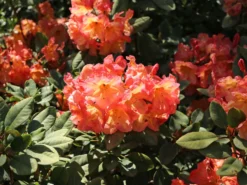 Rhododendron 'Macarena' -Deutschland Garten Funk Verkaufs-Shop rhododendron macarena m008956 w 4