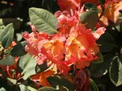 Rhododendron 'Macarena' -Deutschland Garten Funk Verkaufs-Shop rhododendron macarena m008956 w 5