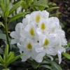 Rhododendron 'Madame Masson'