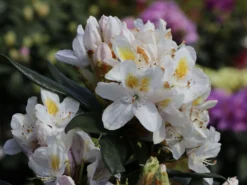 Rhododendron 'Madame Masson' -Deutschland Garten Funk Verkaufs-Shop rhododendron madame masson m003750 w 0