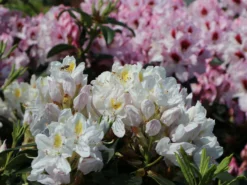 Rhododendron 'Madame Masson' -Deutschland Garten Funk Verkaufs-Shop rhododendron madame masson m003750 w 1