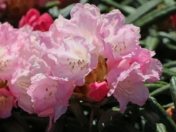 Rhododendron 'Makiyak' 11 Rhododendron 'Makiyak' -Deutschland Garten Funk Verkaufs-Shop rhododendron makiyak m004334 w 0