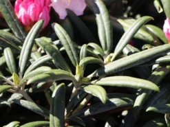 Rhododendron 'Makiyak' 16 Rhododendron 'Makiyak' -Deutschland Garten Funk Verkaufs-Shop rhododendron makiyak m004334 w 2