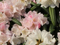 Rhododendron 'Makiyak' 17 Rhododendron 'Makiyak' -Deutschland Garten Funk Verkaufs-Shop rhododendron makiyak m004334 w 4