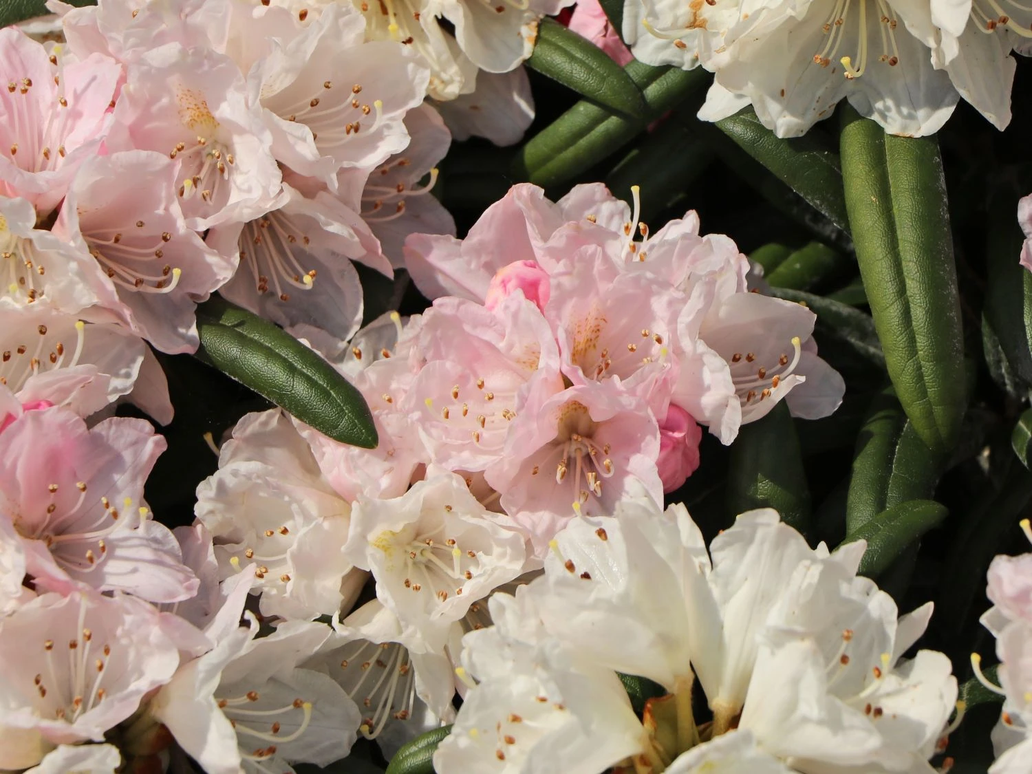Rhododendron 'Makiyak' 9 Rhododendron 'Makiyak' – Bild 9