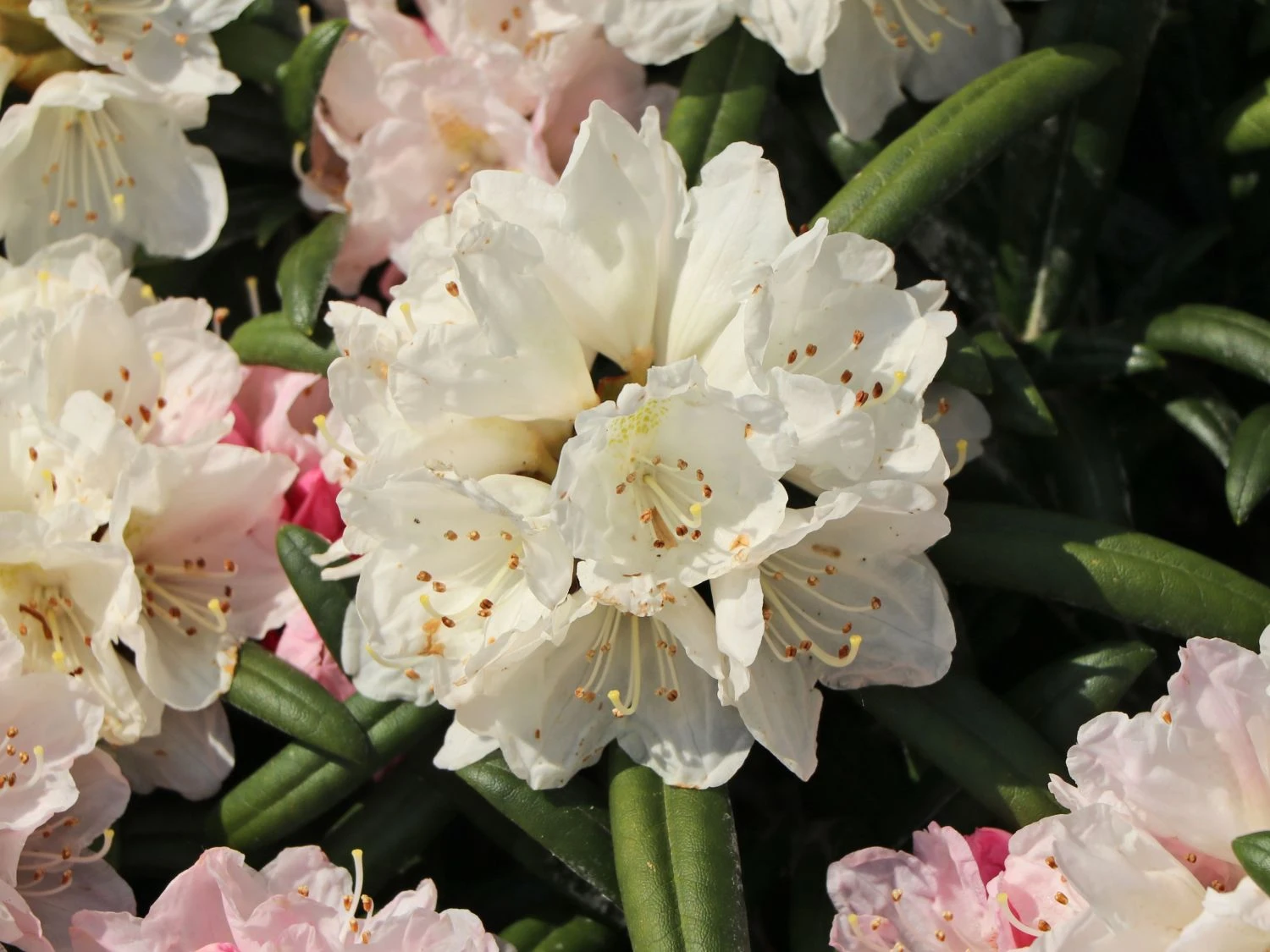Rhododendron 'Makiyak' 7 Rhododendron 'Makiyak' – Bild 7