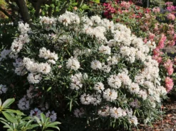 Rhododendron 'Makiyak' 12 Rhododendron 'Makiyak' -Deutschland Garten Funk Verkaufs-Shop rhododendron makiyak m004334 w 7