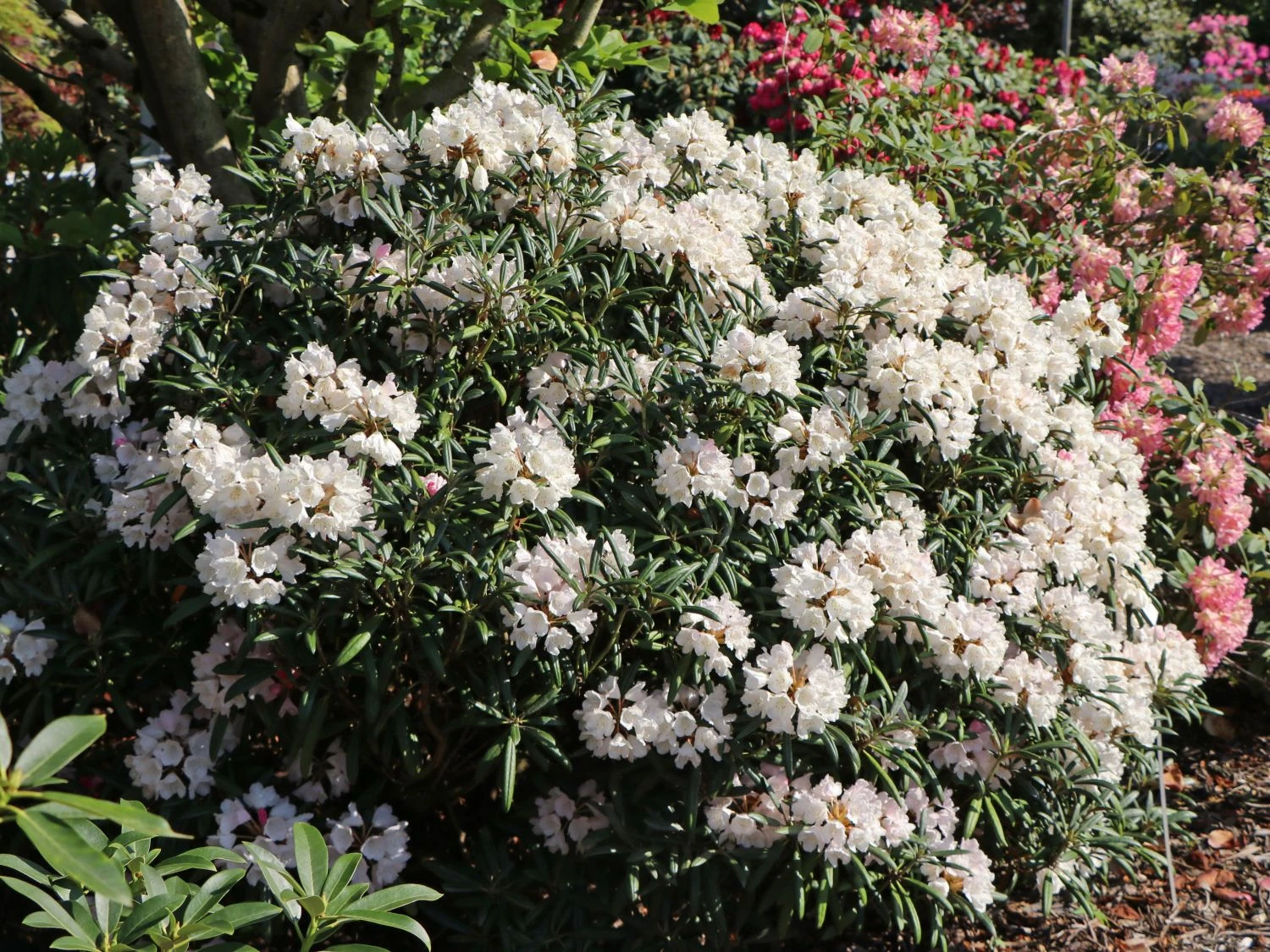 Rhododendron 'Makiyak' 4 Rhododendron 'Makiyak' – Bild 4