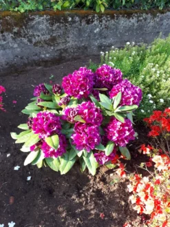 Rhododendron 'Marcel Menard' -Deutschland Garten Funk Verkaufs-Shop rhododendron marcel menard m008961 193676 0