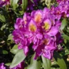 Rhododendron 'Marcel Menard'