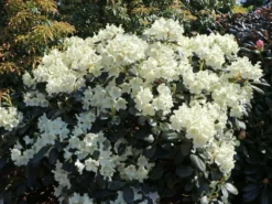 Rhododendron 'Marietta'