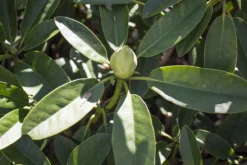 Rhododendron 'Marsalla' -Deutschland Garten Funk Verkaufs-Shop rhododendron marsalla m003760 w 1