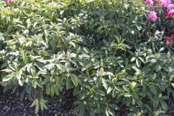 Rhododendron 'Marsalla' -Deutschland Garten Funk Verkaufs-Shop rhododendron marsalla m003760 w 2