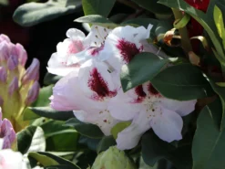 Rhododendron 'Marsalla' -Deutschland Garten Funk Verkaufs-Shop rhododendron marsalla m003760 w 3