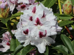 Rhododendron 'Marsalla' -Deutschland Garten Funk Verkaufs-Shop rhododendron marsalla m003760 w 4
