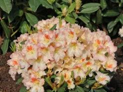Rhododendron 'Marylou'