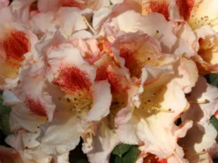 Rhododendron 'Marylou' -Deutschland Garten Funk Verkaufs-Shop rhododendron marylou m008967 w 0