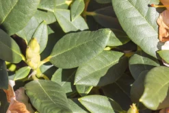 Rhododendron 'Marylou' -Deutschland Garten Funk Verkaufs-Shop rhododendron marylou m008967 w 1