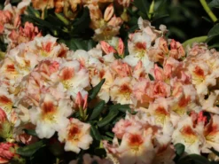 Rhododendron 'Marylou' -Deutschland Garten Funk Verkaufs-Shop rhododendron marylou m008967 w 2
