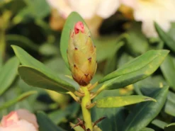 Rhododendron 'Marylou' -Deutschland Garten Funk Verkaufs-Shop rhododendron marylou m008967 w 4