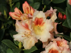 Rhododendron 'Marylou' -Deutschland Garten Funk Verkaufs-Shop rhododendron marylou m008967 w 5