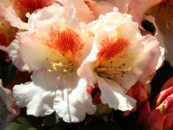 Rhododendron 'Marylou' -Deutschland Garten Funk Verkaufs-Shop rhododendron marylou m008967 w 6