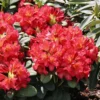 Rhododendron 'Maskarill'