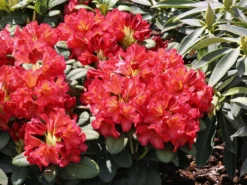 Rhododendron 'Maskarill'