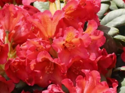 Rhododendron 'Maskarill' 5 Rhododendron 'Maskarill' -Deutschland Garten Funk Verkaufs-Shop rhododendron maskarill m004082 w 1
