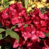 Rhododendron 'Matador'