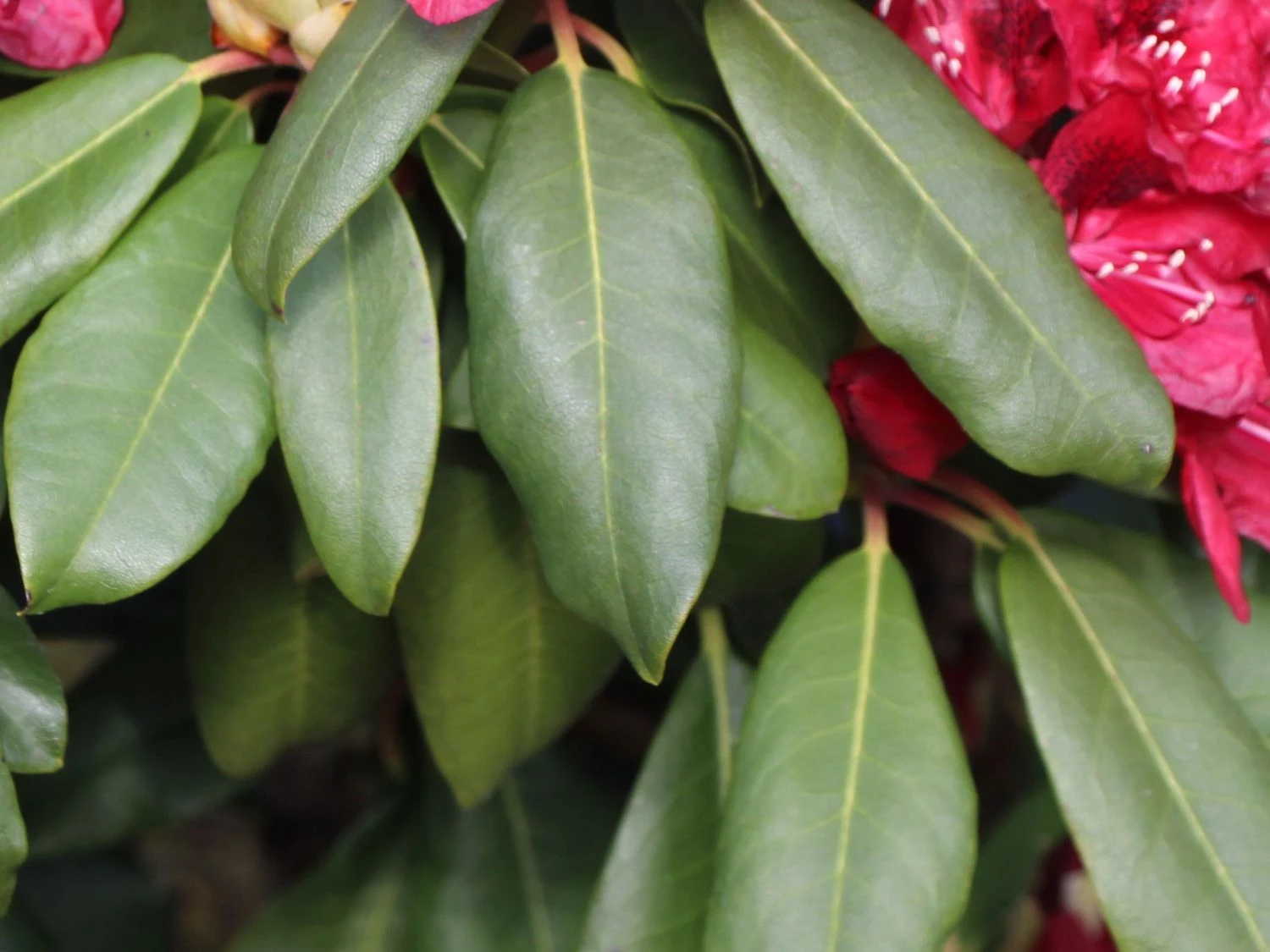 Rhododendron 'Matador' 2 Rhododendron 'Matador' – Bild 2