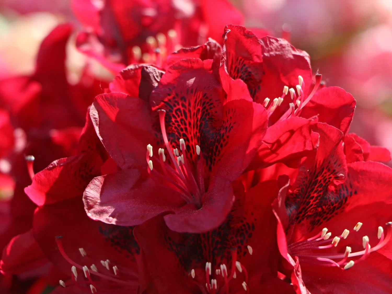 Rhododendron 'Matador' 8 Rhododendron 'Matador' – Bild 8