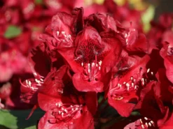 Rhododendron 'Matador' 15 Rhododendron 'Matador' -Deutschland Garten Funk Verkaufs-Shop rhododendron matador m096443 w 3