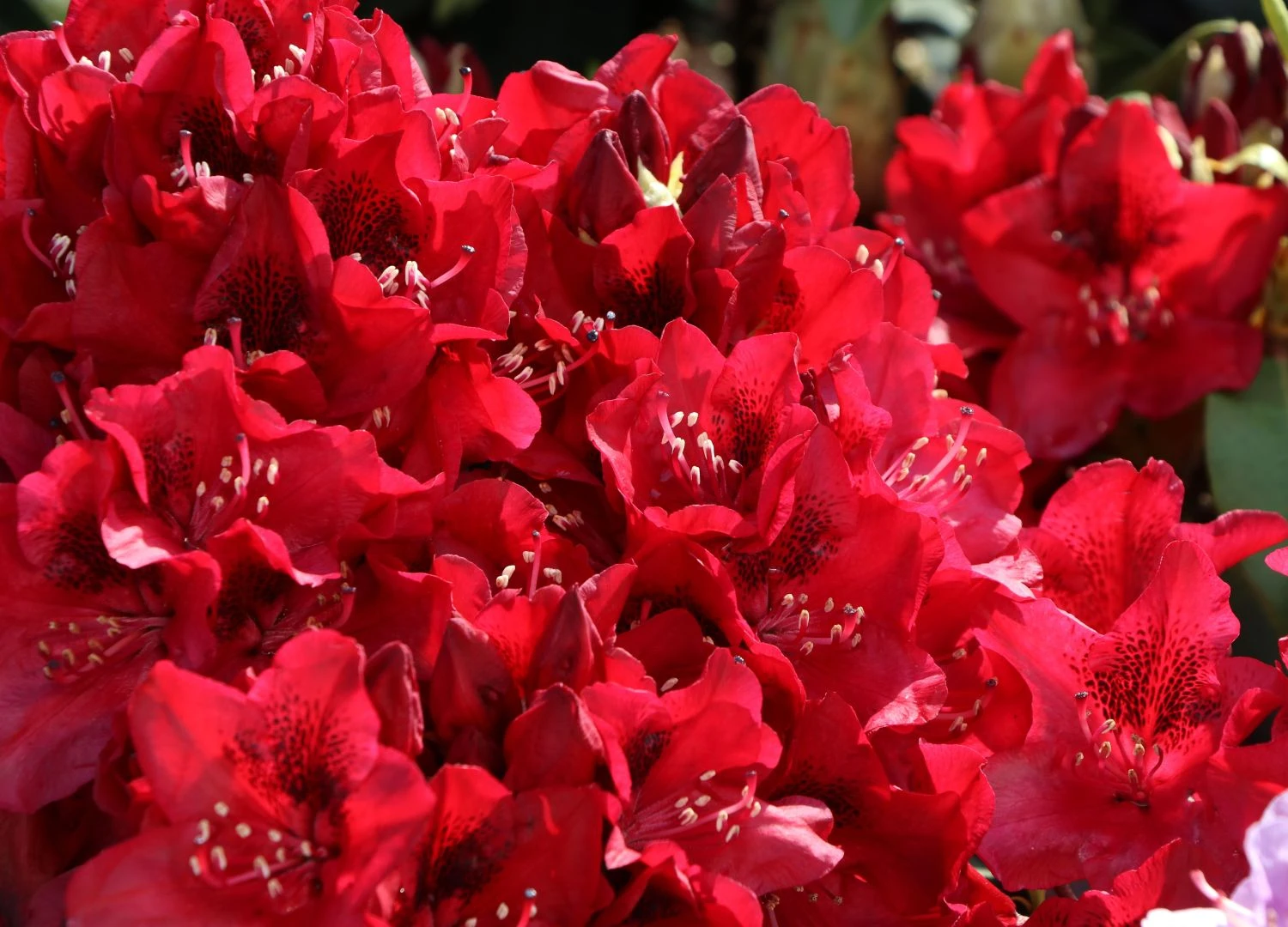 Rhododendron 'Matador' 6 Rhododendron 'Matador' – Bild 6
