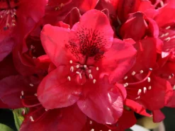 Rhododendron 'Matador' 17 Rhododendron 'Matador' -Deutschland Garten Funk Verkaufs-Shop rhododendron matador m096443 w 5