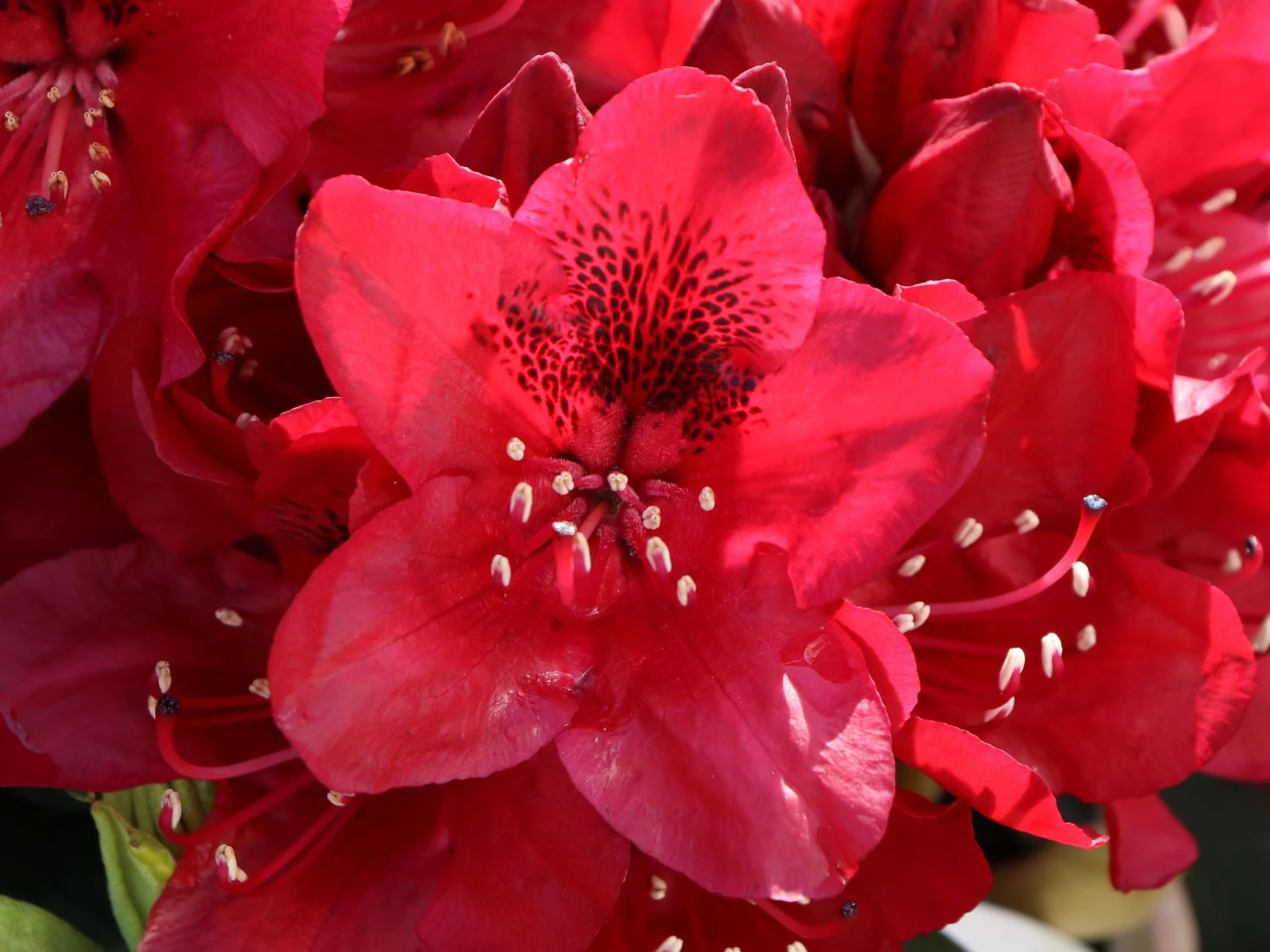 Rhododendron 'Matador' 9 Rhododendron 'Matador' – Bild 9