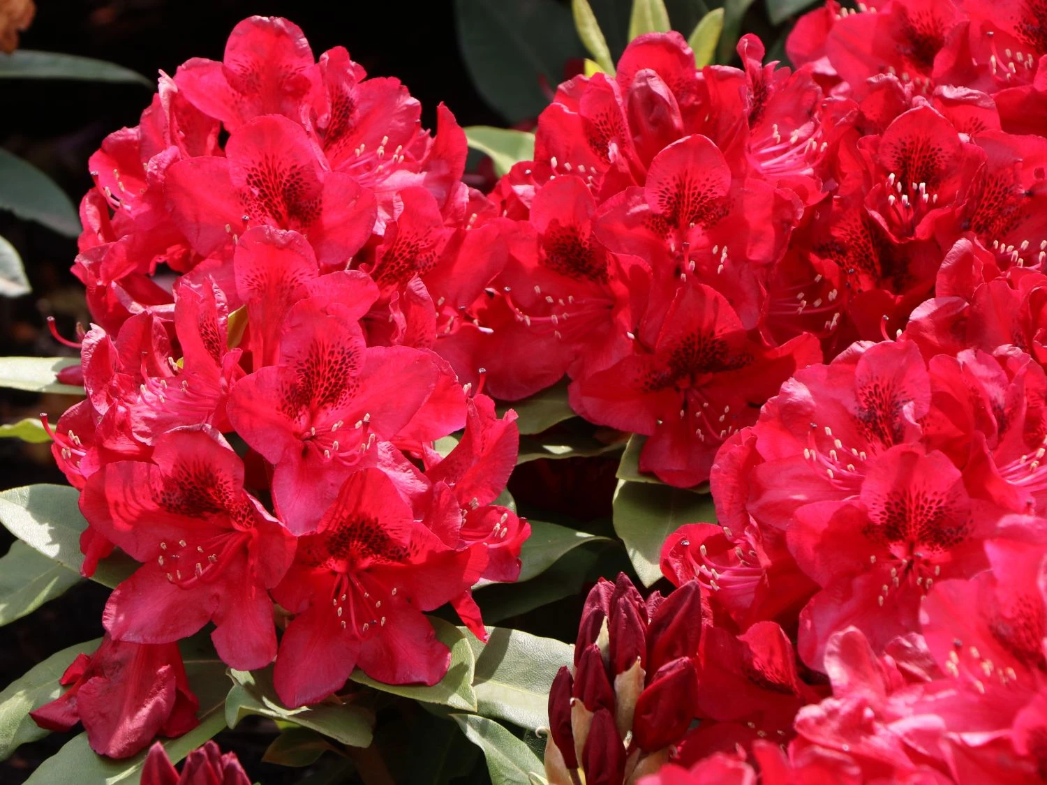 Rhododendron 'Matador' 4 Rhododendron 'Matador' – Bild 4