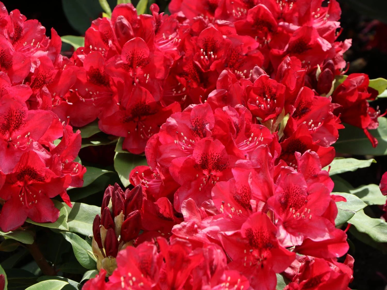 Rhododendron 'Matador' 3 Rhododendron 'Matador' – Bild 3