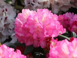 Rhododendron 'Mazurka' -Deutschland Garten Funk Verkaufs-Shop rhododendron mazurka m003782 w 0