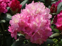 Rhododendron 'Mazurka' -Deutschland Garten Funk Verkaufs-Shop rhododendron mazurka m003782 w 3