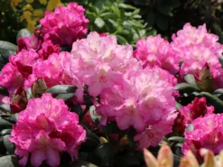 Rhododendron 'Mazurka' -Deutschland Garten Funk Verkaufs-Shop rhododendron mazurka m003782 w 4