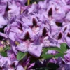 Rhododendron 'Metallica'
