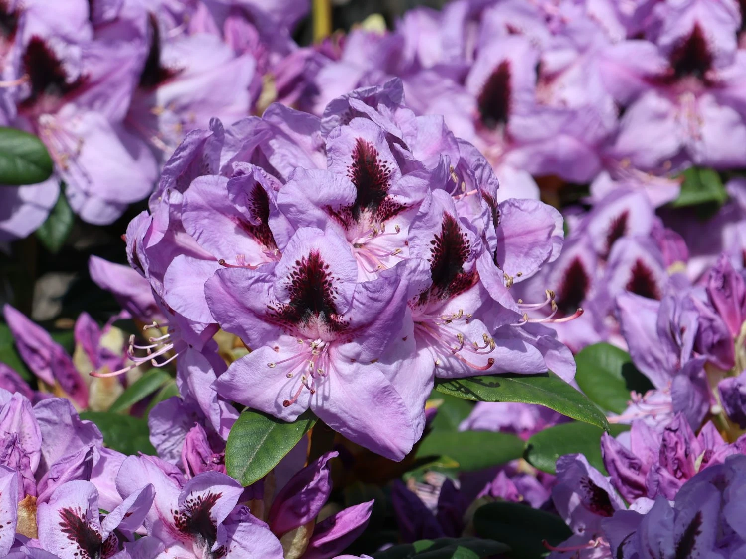Rhododendron 'Metallica' 1 Rhododendron 'Metallica'