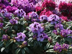 Rhododendron 'Metallica' 6 Rhododendron 'Metallica' -Deutschland Garten Funk Verkaufs-Shop rhododendron metallica m080481 w 0