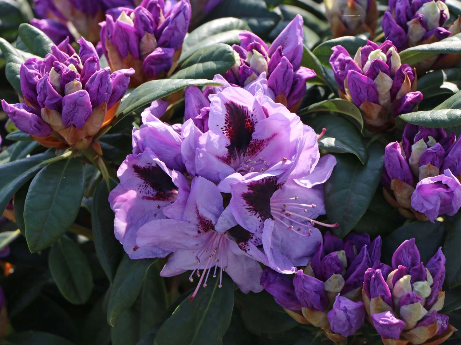Rhododendron 'Metallica' 2 Rhododendron 'Metallica' – Bild 2
