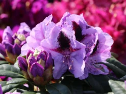 Rhododendron 'Metallica' 7 Rhododendron 'Metallica' -Deutschland Garten Funk Verkaufs-Shop rhododendron metallica m080481 w 2