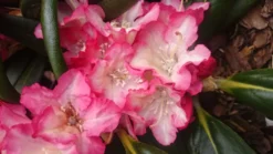 Rhododendron 'Minikin' 18 Rhododendron 'Minikin' -Deutschland Garten Funk Verkaufs-Shop rhododendron minikin m003992 80497 1