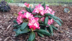 Rhododendron 'Minikin' 17 Rhododendron 'Minikin' -Deutschland Garten Funk Verkaufs-Shop rhododendron minikin m003992 80497 2