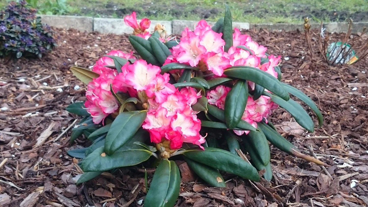 Rhododendron 'Minikin' 8 Rhododendron 'Minikin' – Bild 8