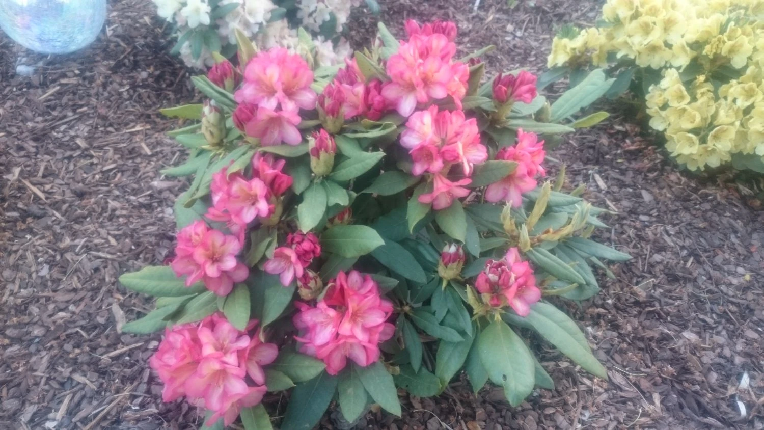 Rhododendron 'Minikin' 7 Rhododendron 'Minikin' – Bild 7
